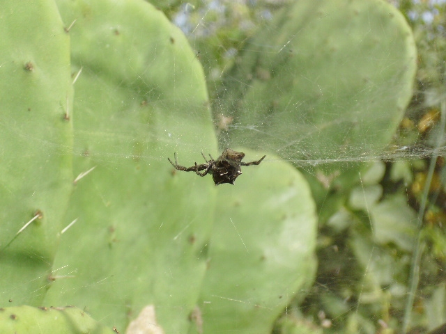 Cyrtophora citricola